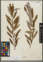 Foto von Salix triandra subsp. amygdalina (L.) Schübl. & G. Martens